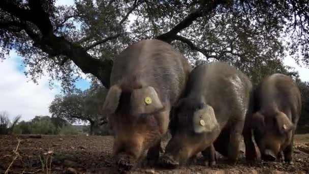 Zwarte Iberische Varkens Grazen Door Eikenbomen Het Grasland Extremadura Spanje — Stockvideo