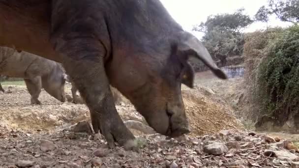 Svarta Iberiska Grisar Betar Genom Ekarna Vall Extremadura Spanien Dehesa — Stockvideo