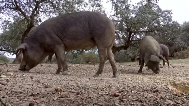 Porcos Ibéricos Negros Pastando Através Dos Carvalhos Nas Pastagens Estremadura — Vídeo de Stock