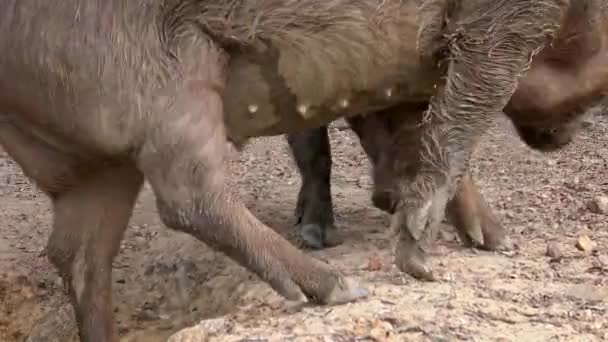 Czarne Iberyjskie Świnie Pasące Się Między Dębami Łąkach Estremadury Hiszpania — Wideo stockowe