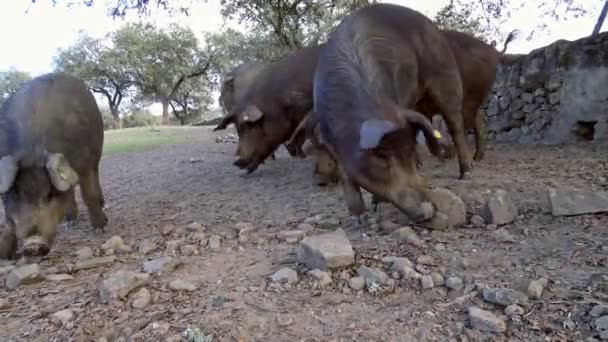 Cerdos Negros Ibéricos Pastando Entre Los Robles Los Pastizales Extremadura — Vídeo de stock