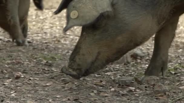 Slow Motion Black Iberian Pigs Grazing Oak Trees Grassland Extremadura — Stock Video