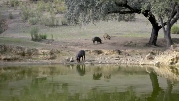 黒イベリアの豚は 草原エストレマドゥーラ州の湖から水を飲んでいます スペインの砂漠の風景 フィールドのオークの木を通してスペインのホッグ放牧 豚の群れ飲料水川ダン — ストック動画