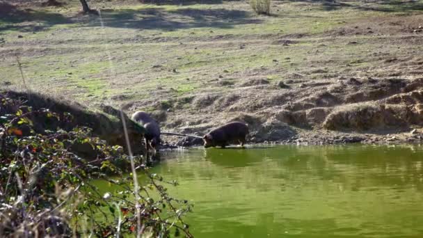 黒イベリア豚の草原の湖から水を飲んでエクストレマドゥーラ州 スペインのデシャの風景です フィールドのオークの木を通してスペインのホッグ放牧 豚の群れ飲料水川ダン — ストック動画