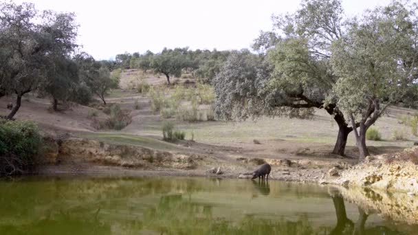 来自西班牙埃斯特雷马杜拉草原湖水的伊比利亚黑人猪 西班牙猪在田野里的橡树上吃草 猪群喝水 — 图库视频影像