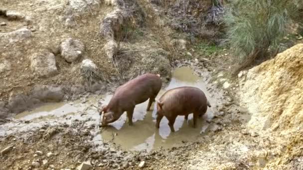 Black Iberian Pigs Enjoying Mud Grassland Extremadura Spain Dehesa Landscape — Stock Video