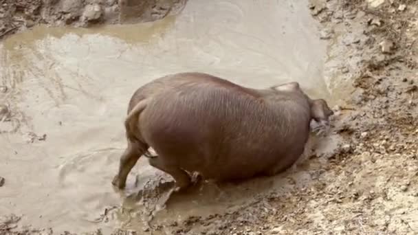 Zwarte Iberische Varkens Genieten Van Modder Grasland Extremadura Spanje Dehesa — Stockvideo