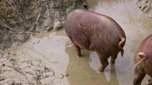 Zwarte Iberische Varkens Genieten Van Modder Grasland Extremadura Spanje Dehesa — Stockvideo