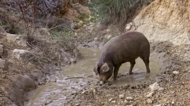 西班牙埃斯特雷马杜拉草原泥泞的黑色伊贝利亚猪 西班牙猪躺在泥沼的池塘里 猪群与厚厚的肮脏黏土嬉戏 农业农场 Dan — 图库视频影像