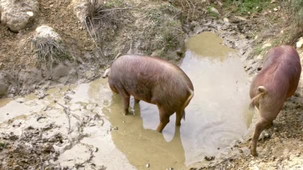 Movimento Lento Porcos Ibéricos Pretos Apreciando Lama Pastagens Espanha Dehesa — Vídeo de Stock