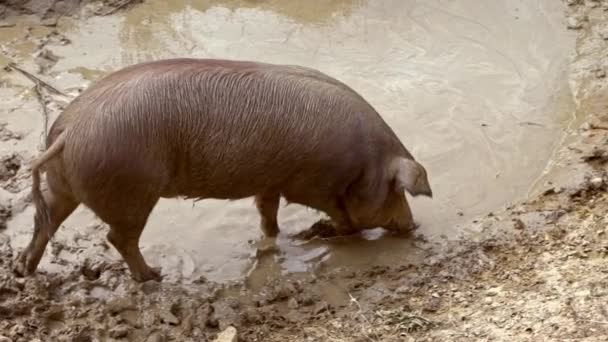 黑家猪慢动作 享受草原泥泞的西班牙消融景观 西班牙猪躺在泥沼的池塘里 猪群与厚厚的肮脏黏土嬉戏 农业农场 Dan — 图库视频影像