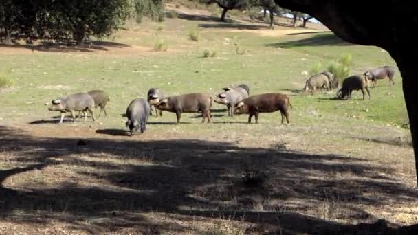 Black Iberian Pigs Grazing Oak Trees Grassland Extremadura Spain Dehesa — Stock Video