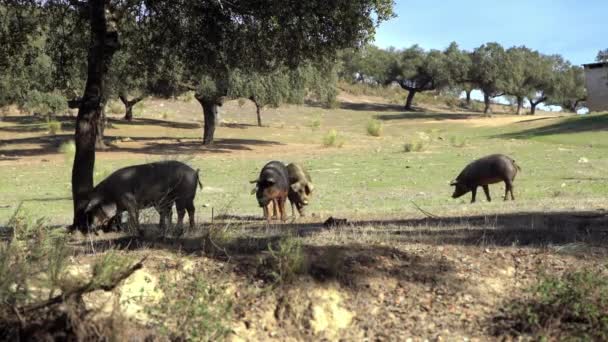 Porcos Ibéricos Negros Pastando Através Dos Carvalhos Pastagens Extremadura Espanha — Vídeo de Stock