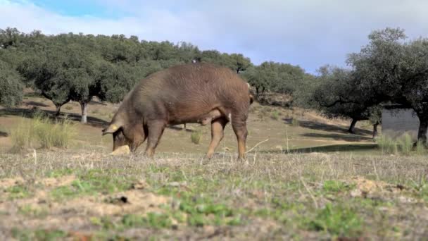 Extremadura Otlağındaki Meşe Ağaçları Arasında Otlayan Siyah Ber Domuzları Spanya — Stok video