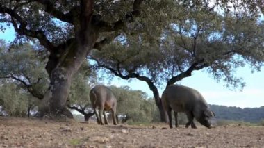4K, Extremadura otlağındaki meşe ağaçları arasında otlayan Siyah İber domuzları. İspanya dehesa manzarası. İspanyol domuzları bir kış günü tarlada. Tarım Çiftliği Dan