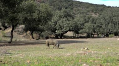 4K, Extremadura otlağındaki meşe ağaçları arasında otlayan Siyah İber domuzları. İspanya dehesa manzarası. İspanyol domuzları bir kış günü tarlada. Tarım Çiftliği Dan