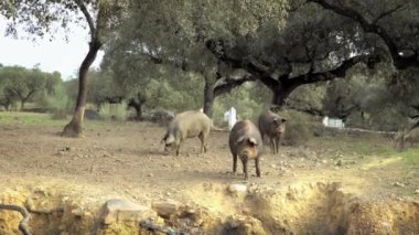 4K, Extremadura otlağındaki meşe ağaçları arasında otlayan Siyah İber domuzları. İspanya dehesa manzarası. İspanyol domuzları bir kış günü tarlada. Tarım Çiftliği Dan