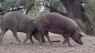 4K, Extremadura otlağındaki meşe ağaçları arasında otlayan Siyah İber domuzları. İspanya dehesa manzarası. İspanyol domuzları bir kış günü tarlada. Tarım Çiftliği Dan