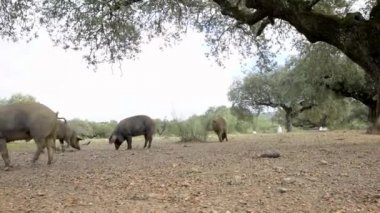 4K, Extremadura otlağındaki meşe ağaçları arasında otlayan Siyah İber domuzları. İspanya dehesa manzarası. İspanyol domuzları bir kış günü tarlada. Tarım Çiftliği Dan