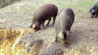 4K, Extremadura otlağındaki meşe ağaçları arasında otlayan Siyah İber domuzları. İspanya dehesa manzarası. İspanyol domuzları bir kış günü tarlada. Tarım Çiftliği Dan