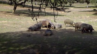 4K, Extremadura otlağındaki meşe ağaçları arasında otlayan Siyah İber domuzları. İspanya dehesa manzarası. İspanyol domuzları bir kış günü tarlada. Tarım Çiftliği Dan