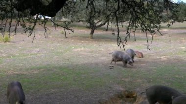 4K, Extremadura otlağındaki meşe ağaçları arasında otlayan Siyah İber domuzları. İspanya dehesa manzarası. İspanyol domuzları bir kış günü tarlada. Tarım Çiftliği Dan
