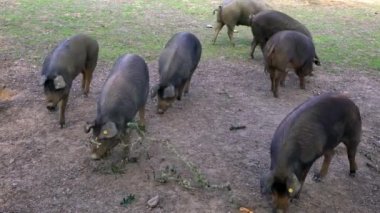 4K, Extremadura otlağındaki meşe ağaçları arasında otlayan Siyah İber domuzları. İspanya dehesa manzarası. İspanyol domuzları bir kış günü tarlada. Tarım Çiftliği Dan