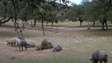 4K, Extremadura otlağındaki meşe ağaçları arasında otlayan Siyah İber domuzları. İspanya dehesa manzarası. İspanyol domuzları bir kış günü tarlada. Tarım Çiftliği Dan