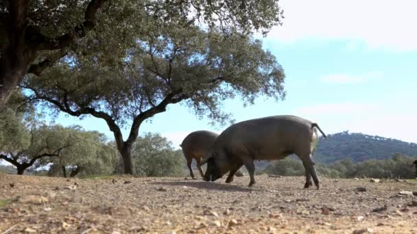 Czarne Iberyjskie Świnie Pasące Się Między Dębami Pastwiskach Extremadura Hiszpania — Wideo stockowe