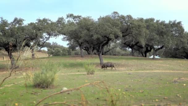 伊比利亚黑人猪 在埃斯特雷马杜拉草原的橡树上吃草 西班牙的德萨景观 西班牙猪在冬季的一天在田里 农业农场 Dan — 图库视频影像