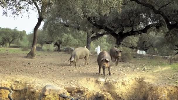 Porcos Ibéricos Negros Pastando Através Dos Carvalhos Pastagens Extremadura Espanha — Vídeo de Stock