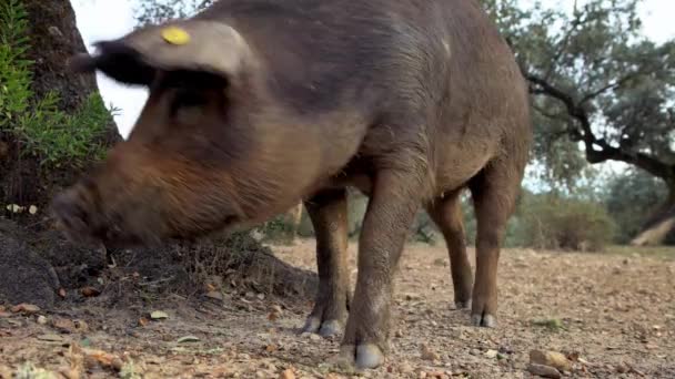 4K, cochons ibériques noirs pâturant à travers les chênes dans les prairies Estrémadure. Espagne dehesa paysage. Porcs espagnols dans les champs un jour d'hiver. Ferme agricole Dan 