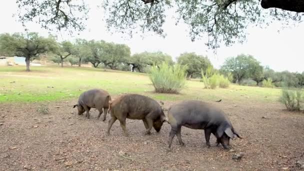 Black Iberian Pigs Grazing Oak Trees Grassland Extremadura Spain Dehesa — Stock Video