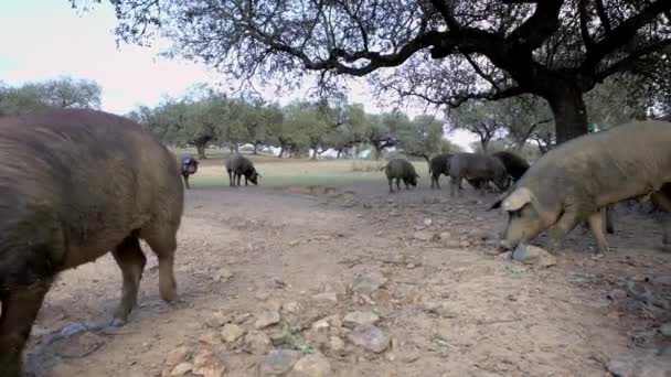 Extremadura Otlağındaki Meşe Ağaçları Arasında Otlayan Siyah Ber Domuzları Spanya — Stok video