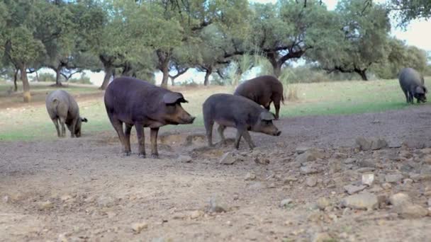 Cerdos Negros Ibéricos Pastando Entre Los Robles Los Pastizales Extremadura — Vídeo de stock