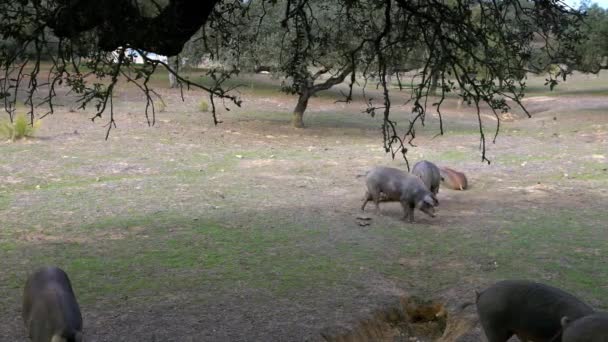 Schwarze Iberische Schweine Die Durch Die Eichen Auf Der Weide — Stockvideo