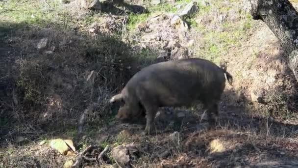 Cerdos Negros Ibéricos Pastando Entre Los Robles Los Pastizales Extremadura — Vídeo de stock