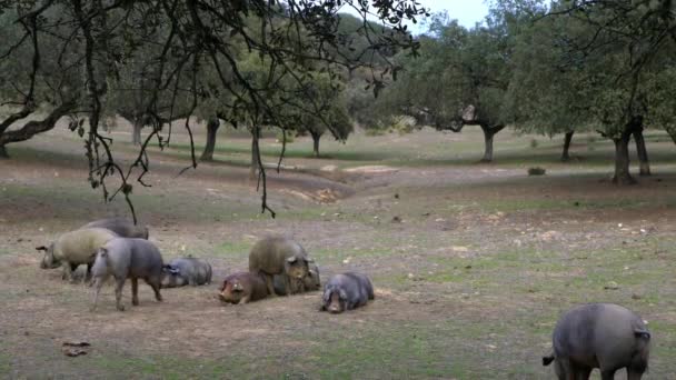 伊比利亚黑人猪 在埃斯特雷马杜拉草原的橡树上吃草 西班牙的德萨景观 西班牙猪在冬季的一天在田里 农业农场 Dan — 图库视频影像