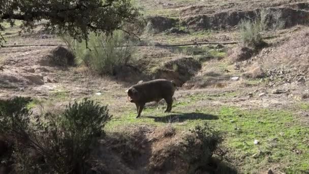 Svarta Iberiska Grisar Betar Genom Ekarna Extremadura Spanien Dehesa Landskap — Stockvideo