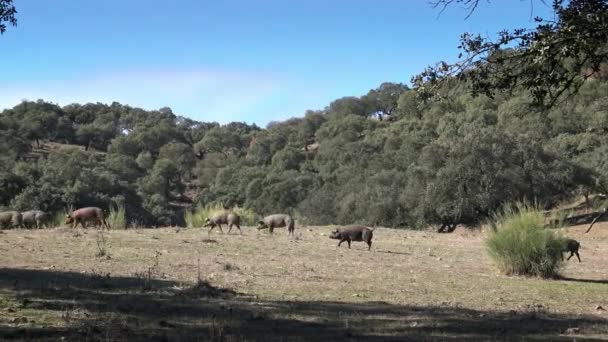 Svarta Iberiska Grisar Betar Genom Ekarna Extremadura Spanien Dehesa Landskap — Stockvideo