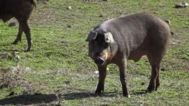 4K, Extremadura otlağındaki meşe ağaçları arasında otlayan Siyah İber domuzları. İspanya dehesa manzarası. İspanyol domuzları bir kış günü tarlada. Tarım Çiftliği Dan