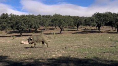 4K, Extremadura otlağındaki meşe ağaçları arasında otlayan Siyah İber domuzları. İspanya dehesa manzarası. İspanyol domuzları bir kış günü tarlada. Tarım Çiftliği Dan