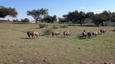 4K, Extremadura otlağındaki meşe ağaçları arasında otlayan Siyah İber domuzları. İspanya dehesa manzarası. İspanyol domuzları bir kış günü tarlada. Tarım Çiftliği Dan