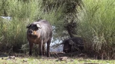 4K, Extremadura otlağındaki meşe ağaçları arasında otlayan Siyah İber domuzları. İspanya dehesa manzarası. İspanyol domuzları bir kış günü tarlada. Tarım Çiftliği Dan