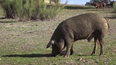 4K, Extremadura otlağındaki meşe ağaçları arasında otlayan Siyah İber domuzları. İspanya dehesa manzarası. İspanyol domuzları bir kış günü tarlada. Tarım Çiftliği Dan