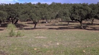 4K, Extremadura otlağındaki meşe ağaçları arasında otlayan Siyah İber domuzları. İspanya dehesa manzarası. İspanyol domuzları bir kış günü tarlada. Tarım Çiftliği Dan