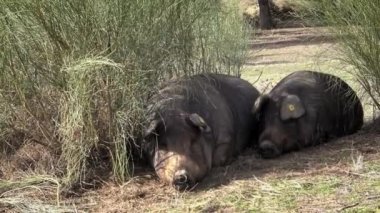 4K, Extremadura otlağındaki meşe ağaçları arasında otlayan Siyah İber domuzları. İspanya dehesa manzarası. İspanyol domuzları bir kış günü tarlada. Tarım Çiftliği Dan