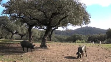 4K, Extremadura otlağındaki meşe ağaçları arasında otlayan Siyah İber domuzları. İspanya dehesa manzarası. İspanyol domuzları bir kış günü tarlada. Tarım Çiftliği Dan