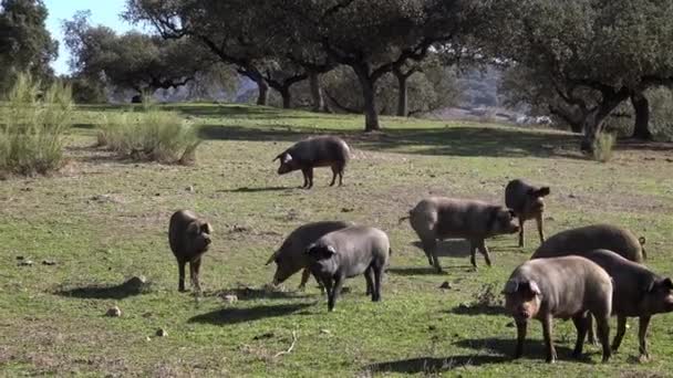 Porcos Ibéricos Negros Pastando Através Dos Carvalhos Pastagens Extremadura Espanha — Vídeo de Stock