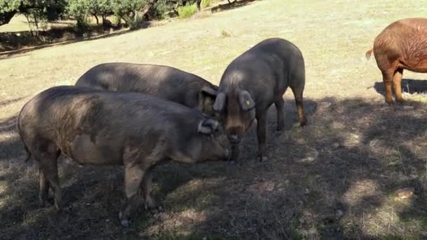 Porcos Ibéricos Negros Pastando Através Dos Carvalhos Pastagens Extremadura Espanha — Vídeo de Stock
